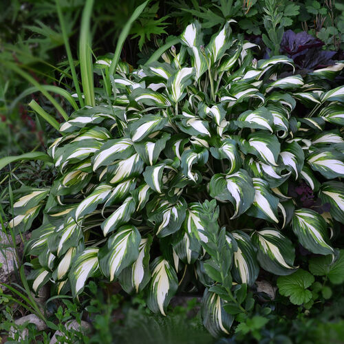 Хоста волнистая Медиовариегата/Hosta undulata Mediovariegata С3
