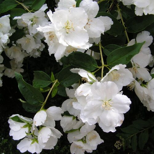 Чубушник Лемуана (гибридный) Мон Блан/Philadelphus × lemoinei Mont Blanc 30-40 С7,5