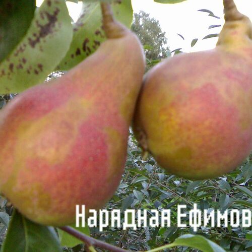 Груша Нарядная Ефимова (осенняя)