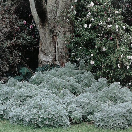 Полынь гибридная Повис Кастл/Artemisia hybrida Powis Castle Р1,5
