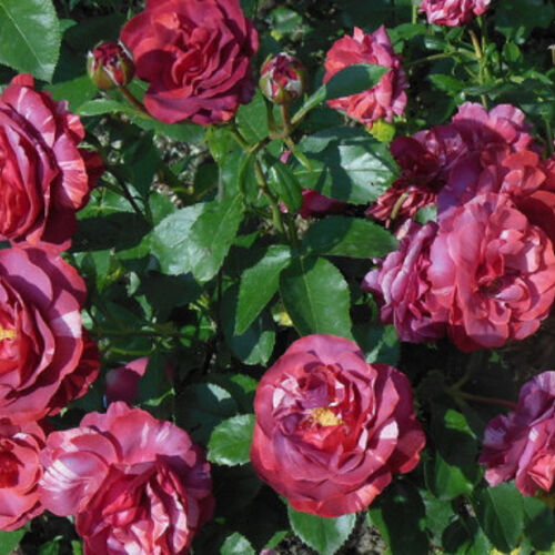 Роза плетистая Брауни/Brownie (Meilland) C6