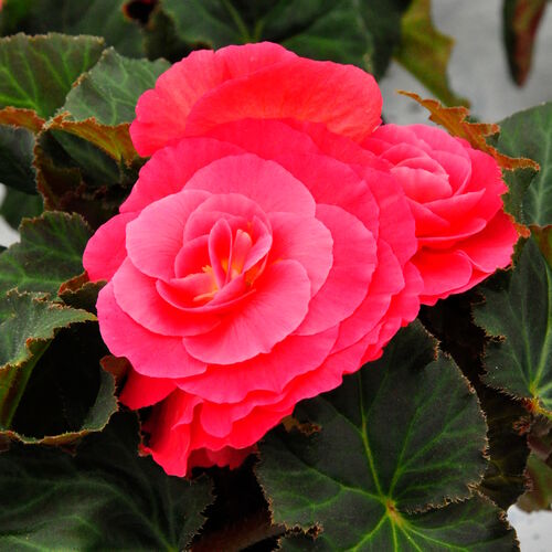 Бегония клубневая Нонстоп Дип Роуз/Begonia tuberhybrida Nonstop Deep Rose Impr. P1