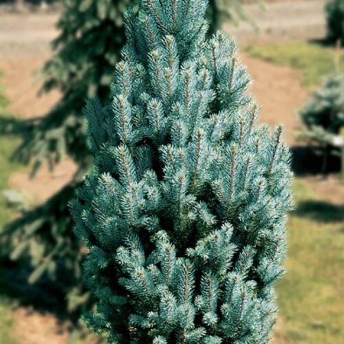 Ель колючая Блю Тотем/Picea pungens Blue Totem 40-50 В (Верещак)