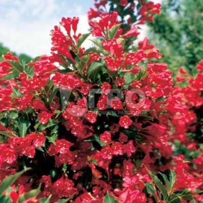 Вейгела цветущая Олл Саммер Ред/Weigela florida All Summer Red 30-35 C5
