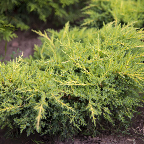 Можжевельник средний Пфитциреана Голд Стар/Juniperus мedia Pfitzeriana Gold Star 20-40 С7,5