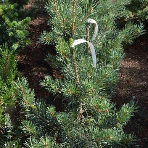 Сосна обыкновенная Фрости/Pinus sylvestris Frosty 15-30 С3