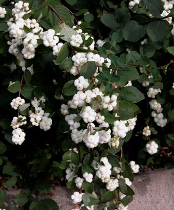 Снежноягодник белый Лаевигатус/Symphoricarpos albus var laevigatus 60-80 С15