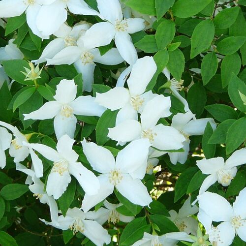 Чубушник Лемуана (гибридный) Сильберегген/Philadelphus × lemoinei Silberregen 25-30 С3