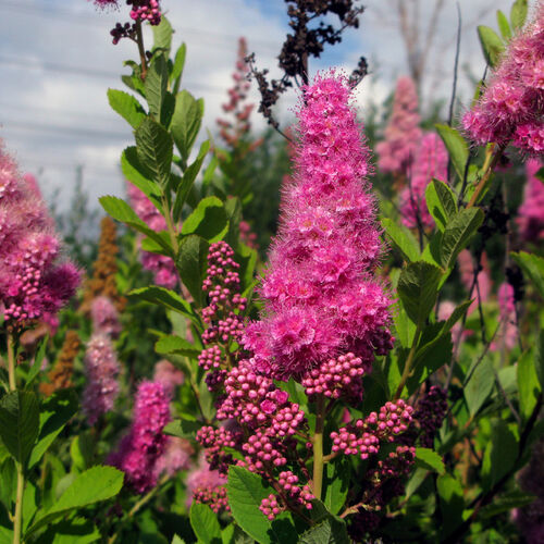 Спирея Билларда/Spiraea x billardii 40-60 С3