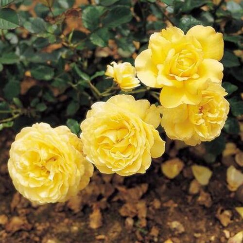 Роза миниатюрная Голден Мейландина/Golden Meylandina С6
