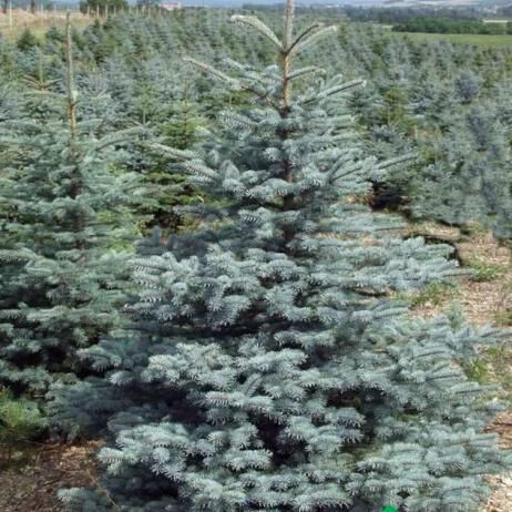 Ель колючая Глаука Кейбаб/Picea pungens Glauca Kaibab 40-60 С5