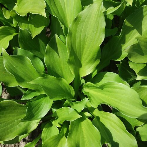 Хоста гибридная Грин Пейл/Hosta hybrid Green Pele Р1,5