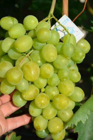 Виноград Великолепная семерка