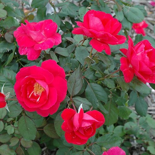 Роза канадская Виннипег Паркс/Winnipeg Parks C6