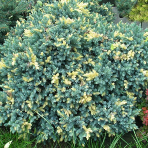 Можжевельник чешуйчатый Флореант/Juniperus squamata Floreant 10-15 С2