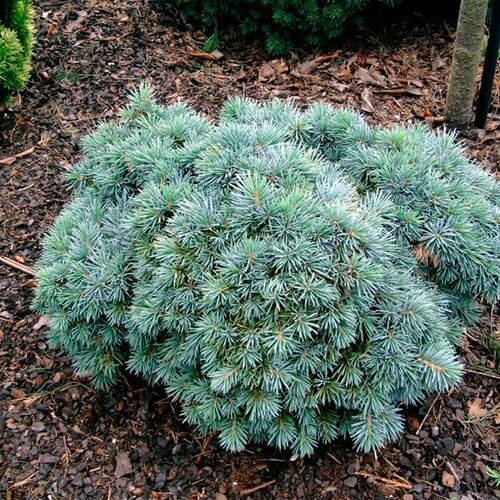 Ель колючая Поркупин/Picea pungens Porcupine 10-12 С1,5 (Верещак)
