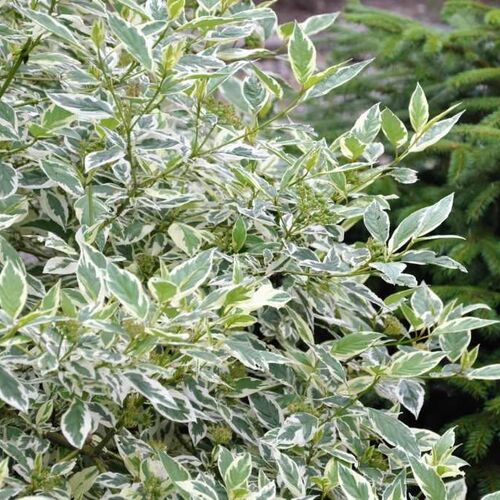 Дерен белый Сибирика Вариегата/Cornus alba Sibirica Variegata 120-140 C7,5