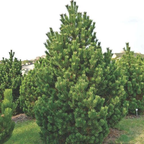 Сосна горная Колумнарис/Pinus mugo Columnaris 30-40 С2 (Верещак)