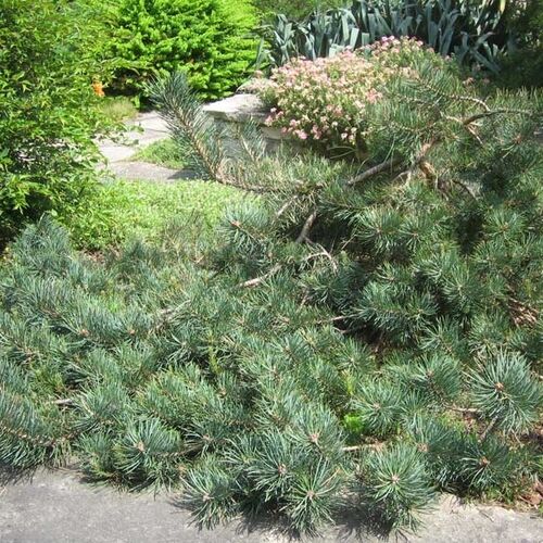 Сосна обыкновенная Репанда/Pinus sylvestris Repanda Ра30 50-60 С5 (Верещак)