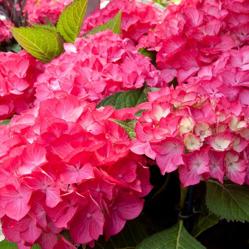 Гортензия крупнолистная Сельма/Hydrangea macrophylla Selma С10