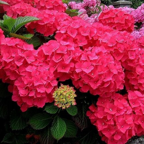 Гортензия крупнолистная Фореве энд Эва Ред/Hydrangea macrophylla Forever and Ever Red С10 Н30-40