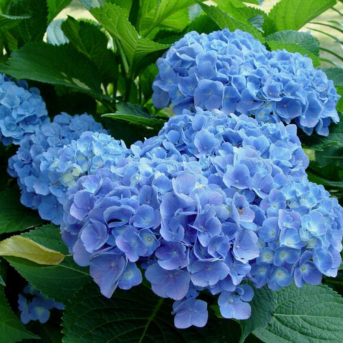 Гортензия крупнолистная Фореве энд Эва Блю/Hydrangea macrophylla Forever and Ever Blue С10