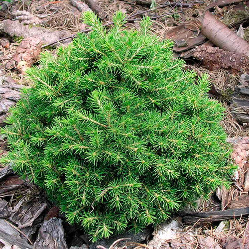 Ель обыкновенная Данс Дварф/Picea abies Dans Dwarf 10-12 С3