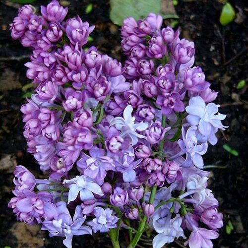 Сирень обыкновенная Надежда/Syringa vulgaris Nadezhda 120-140 С5