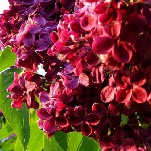 Сирень обыкновенная Красная Москва/Syringa vulgaris Krasnaya Moskva 40-60 С3