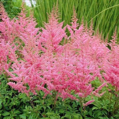 Астильба Арендса Америка/Astilbe arendsii America С2