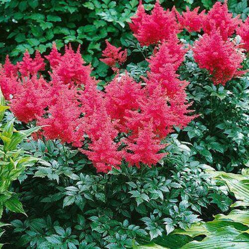 Астильба японская Бонн/Astilbe japonica Bonn Р1,5