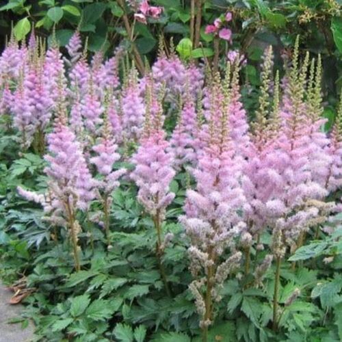 Астильба китайская Пумила/Astilbe chinensis Pumila С2