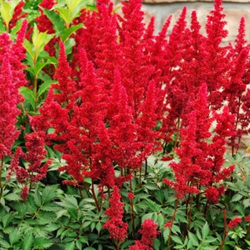 Астильба Арендса Этна/Astilbe arendsii Etna С2