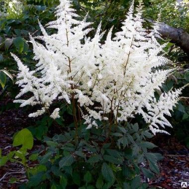 Астильба японская Элли/Astilbe japonicai Ellie Р1,5