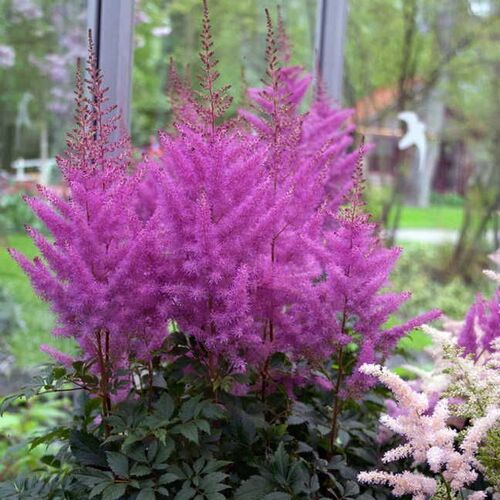 Астильба Арендса Немо/Astilbe arendsii Nemo P1.5