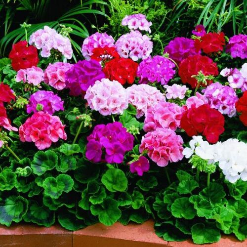 Пеларгония зональная Тоскана Микс/Pelargonium zonale Toscana Mix Р1