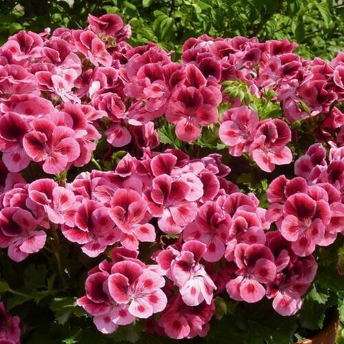 Пеларгония королевская Кэнди Флауэрс Пинк виз Ай/Pelargonium grandiflorum Candy Flowers Pink withEye