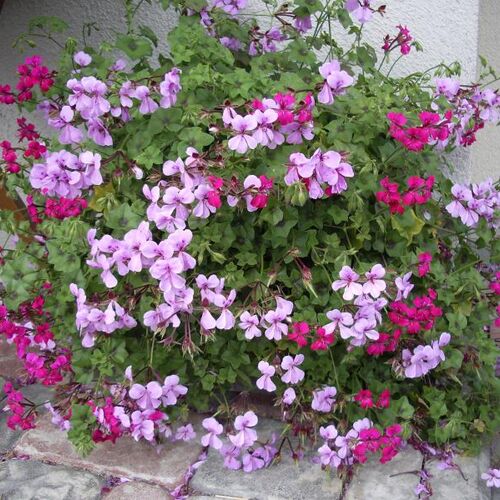 Пеларгония плющелистная Тоскана Махровая Микс/Pelargonium peltatum Toscana geminus Mix