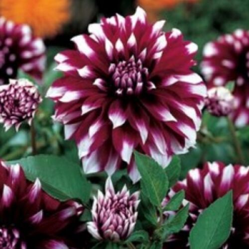 Георгина Мистери Дей/Dahlia Mystery Day
