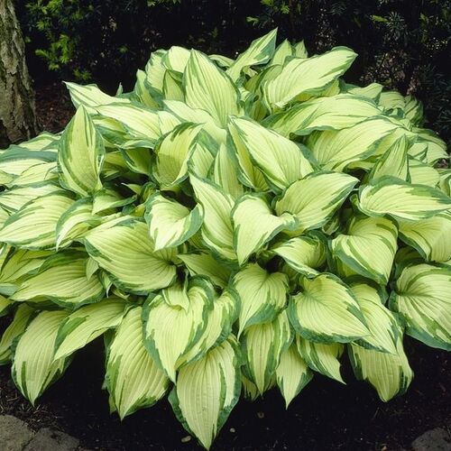 Хоста Форчуна Альбопикта/Hosta fortunei Albopicta С3