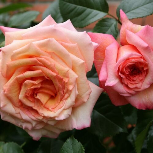 Роза плетистая Барок/Barock C6