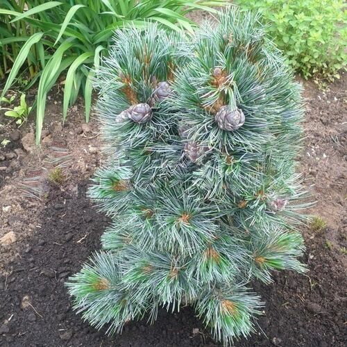 Сосна кедровая европейская Глаука/Pinus cembra Glauca 40-50 В