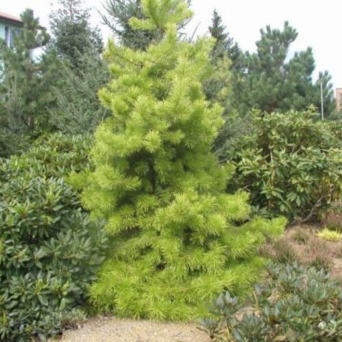 Сосна скрученная Анна Ауреа/Pinus contorta Anna Aurea 20-25 C3