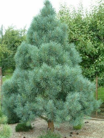 Сосна обыкновенная Бонна/Pinus sylvestris Bonna 100-120 С7,5