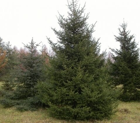 Ель обыкновенная/Picea abies 200-250 В