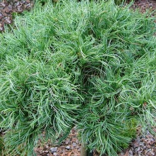 Сосна веймутова Тини Керлс /Pinus strobus Tiny Curls 20-30 С5