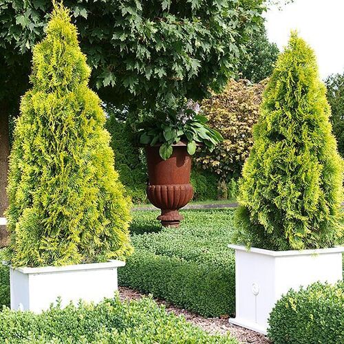 Туя западная Голден Смарагд/Thuja occidentalis Golden Smaragd 80-100 В/С26