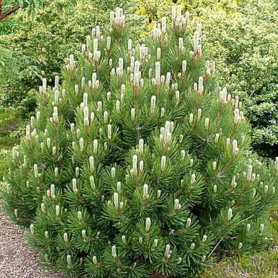 Сосна горная Гном/Pinus mugo Gnom 45-50 С7,5