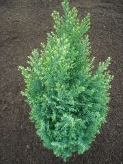 Кипарисовик горохоплодный Сноу/Chamaecyparis pisifera Snow 15-20 С1,5