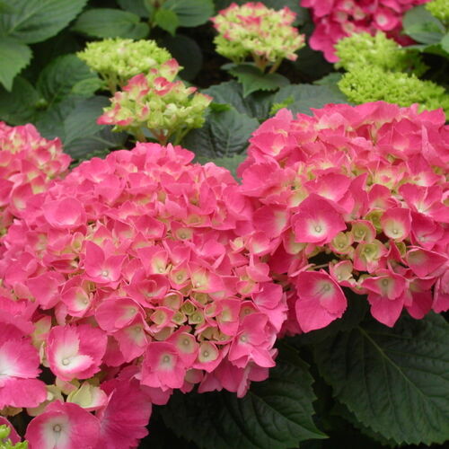 Гортензия крупнолистная Фрейденштайн/Hydrangea macrophylla Freudenstein 30-40 С3